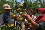 Pengunjung memetik buah jeruk di Desa Penaguan, Pamekasan, Jawa Timur, Kamis (30/8). Pada musim panen tahun ini petani memanfaatkan perkebunannya jeruknya sebagai lahan wisata petik buah dengan harga Rp10.000 hingga Rp12.000 per kg. Antara Jatim/Saiful Bahri/18