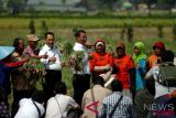 Mentan panen raya bawang merah