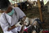 Dokter hewan dari Dinas Peternakan Kota Bandar Lampung melakukan pemeriksaan kesehatan hewan qurban yang dijual di lapak penjualan di Bandar Lampung, Lampung, Rabu (15/8/2018). Pemeriksaan kali ini untuk mengantisipasi hewan qurban yang tak layak dijual jelang Idul Adha 1439 H. (ANTARA FOTO/Ardiansyah) 