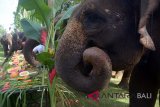 Pawang gajah memberikan makanan favorit gajah dalam rangkaian perayaan Hari Gajah Sedunia di kebun binatang Bali Zoo Gianyar, Bali, Mingguu (12/8/2018). Kebun binatang Bali Zoo merayakan Hari Gajah Sedunia yang jatuh setiap 12 Agustus dengan menyediakan 100 kg buah-buahan favorit gajah dengan tema prasmanan. (ANTARA FOTO/Wira Suryantala /wdy/2018)
