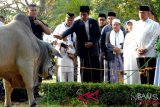 Presiden Joko Widodo (ketiga kiri) memberikan seekor sapi kepada pengurus masjid Baitul Faidzin, CIbinong, Kabupaten Bogor, Jawa Barat, Rabu (22/8/2018). Pada Idul Adha 1439 H tahun ini, Presiden Jokowi memberikan satu ekor sapi kurban jenis peranakan Ongol dengen bobot 1,3 ton. (ANTARA FOTO/Yulius Satria Wijaya)