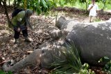 Petugas Balai Konservasi Sumber Daya Alam (BKSDA) Aceh melihat gajah sumatra (Elephas maximus sumatrensis) yang mati di kawasan perkebunan warga di Desa Cek Mbon, Peureulak, Aceh Timur, Aceh, Kamis (10/8). Kematian gajah jantan berusia 14-15 tahun tersebut diduga akibat terkena sengatan listrik bertegangan tinggi. Berdasarkan data BKSDA Aceh tercatat sejak awal tahun 2000 hingga Agustus 2018 sebanyak 58 ekor gajah sumatra mati akibat konflik dengan manusia. (ANTARA FOTO/Cek Mad/Syf/kye/18)