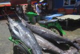 Pedagang membawa ikan marlin di Tempat Pelelangan Ikan (TPI) Desa Ujong Baroh, Johan Pahlawan, Aceh Barat, Aceh, Senin (6/8). Ikan marlin tangkapan nelayan di kawasan itu dijual Rp25.000 sampai Rp35.000 per kilogram yang digunakan sebagai bahan baku pembuatan bakso dan ikan asin. (ANTARA FOTO/Syifa Yulinnas/aww/18)