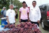 Dinas Pangan ingatkan jangan tergiur beli buah murah