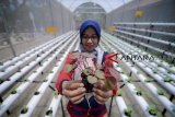 Seorang anggota komunitas merawat sayuran hidroponik di rumah hijau Taman Tongkeng, Bandung, Jawa Barat, Rabu (12/9). Komunitas Griya Hijau Hidroponik yang membudidayakan sayuran seperti kangkung, bayam, pakcoy, selada, dan sawi tersebut secara rutin memberikan edukasi kepada warga mengenai budidaya sayuran sehat tanpa pestisida di lahan sempit. ANTARA JABAR/Raisan Al Farisi/agr/18.