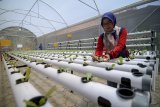 Seorang anggota komunitas merawat sayuran hidroponik di rumah hijau Taman Tongkeng, Bandung, Jawa Barat, Rabu (12/9). Komunitas Griya Hijau Hidroponik yang membudidayakan sayuran seperti kangkung, bayam, pakcoy, selada, dan sawi tersebut secara rutin memberikan edukasi kepada warga mengenai budidaya sayuran sehat tanpa pestisida di lahan sempit. ANTARA JABAR/Raisan Al Farisi/agr/18.