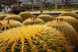Pekerja menyiram tanaman kaktus (Cactaceae) di tempat budidaya kaktus, Bandung, Jawa Barat, Jumat (7/9). Budidaya kastus ini dimulai sejak tahun 1974 dan menghasilkan ribuan jenis kaktus serta di perjual belikan dengan harga kisaran Rp 5 ribu - Rp 15 juta rupiah per kaktus tergantung jenis kaktusnya. ANTARA JABAR/M Ibnu Chazar/agr/18.