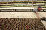 Pekerja menata tanaman kaktus (Cactaceae) di tempat budidaya kaktus, Bandung, Jawa Barat, Jumat (7/9). Budidaya kastus ini dimulai sejak tahun 1974 dan menghasilkan ribuan jenis kaktus serta di perjual belikan dengan harga kisaran Rp 5 ribu - Rp 15 juta rupiah per kaktus tergantung jenis kaktusnya. ANTARA JABAR/M Ibnu Chazar/agr/18.