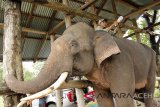 Mahot mengganti botol berisi cairan infus gajah terlatih yang mengalami gangguan kesehatan seusai dilakukan pengobatan oleh dokter hewan BKSDA Aceh, di Pusat Latihan Gajah (PLG) Saree, Kecamatan Lembah Seulawah, Kabupaten Aceh Besar, Aceh, Kamis (13/9). Gajah terlatih berumur sekitar 30 tahun memiliki berat 3,4 ton yang digunakan untuk mengusir gajah liar itu terpakasa menjalani perawatan dan pengawasan intensif, karena mengalami gangguan pencernaan, dehidrasi dan nafsu makan menurun.  (Antara Aceh/Ampelsa/18)