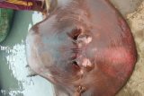 Fishermen catch stingray fish with weight of over 200 kilograms