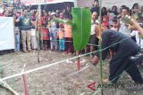 Pesta Tabuik memasuki proses maambiak batang pisang