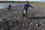 Warga membawa ikan hasil tangkapan dari Waduk Saradan yang hampir mengering di Saradan, Kabupaten Madiun, Jawa Timur, Kamis (27/9). Setiap hari, banyak warga di sekitar waduk berburu ikan, karena waduk yang memiliki daerah irigasi seluas sekitar seribu hektare tersebut saat ini hampir kering, sehingga ikan mudah ditangkap. Antara Jatim/Siswowidodo/mas/18.