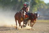 Joki memacu sapi kerapan di Lapangan  Desa Murtajih, Pamekasan, Jawa Timur, Senin (24/9).  Seleksi kerapan sapi memperebutkan Piala Presiden 2018 tingkat kabupaten akan digelar Minggu (7/10) dan Grand Final berlangsung 21 Oktober 2018 yang akan diikuti 24 pasang sapi se-Madura. Antara Jatim/Saiful Bahri/mas/18.