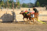 Joki memacu sapi kerapan di Lapangan  Desa Murtajih, Pamekasan, Jawa Timur, Senin (24/9).  Seleksi kerapan sapi memperebutkan Piala Presiden 2018 tingkat kabupaten akan digelar Minggu (7/10) dan Grand Final berlangsung 21 Oktober 2018 yang akan diikuti 24 pasang sapi se-Madura. Antara Jatim/Saiful Bahri/mas/18.