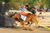 Joki memacu sapi kerapan di Lapangan  Desa Murtajih, Pamekasan, Jawa Timur, Senin (24/9).  Seleksi kerapan sapi memperebutkan Piala Presiden 2018 tingkat kabupaten akan digelar Minggu (7/10) dan Grand Final berlangsung 21 Oktober 2018 yang akan diikuti 24 pasang sapi se-Madura. Antara Jatim/Saiful Bahri/mas/18.