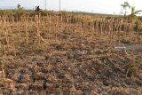 Warga melintas di dekat hamparan sawah yang mengalami kekeringan di Desa Mrican, Kecamatan Jenangan, Kabupaten Ponorogo, Jawa Timur, Sabtu (15/9). Banyak petani di wilayah tersebut kesulitan mendapatkan air irigasi pada saat musim kemarau seperti sekarang, sehingga ratusan hektare lahan dibiarkan tanpa tanaman. Antara Jatim/Siswowidodo/mas/18.