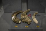 Taring dari babi rusa purba (Celebochoerus Heekereni) yang merupakan koleksi baru dari Museum Geologi, Bandung, Jawa Barat, Rabu (12/9). Koleksi baru fauna endemik Sulawesi tersebut ditemukan dari hasil penelitian yang dilakukan oleh Pusat Survei Geologi sejak 1986 hingga 1992 di Desa Beru dan Sompoh, Kabupaten Soppeng, Sulawesi Selatan yang dilanjutkan dalam bentuk kerjasama PPPG dengan The Biodiversity Centre. ANTARA JABAR/Raisan Al Farisi/agr/18