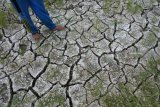 Petani berada di tanaman padi usia dua puluh lima hari yang retak tanahnyaÂ di Desa Tanjung Pecinan, Mangaran, Situbondo, Jawa Timur, Rabu (19/9). Puluhan hektare lahan pertanian di desa tersebut retak akibat musim kemarau, tidak adanya air saluran irigasiÂ dan terancam gagal panen. Antara Jatim/Seno/mas/18.