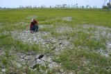 Petani berada di tanaman padi usia dua puluh lima hari yang retak tanahnyaÂ di Desa Tanjung Pecinan, Mangaran, Situbondo, Jawa Timur, Rabu (19/9). Puluhan hektare lahan pertanian di desa tersebut retak akibat musim kemarau, tidak adanya air saluran irigasiÂ dan terancam gagal panen. Antara Jatim/Seno/mas/18.