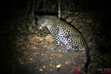 Macan tutul Gunung Lawu mati di TSTJ