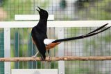 Peraturan baru, burung murai, jalak, cucak rawa tidak lagi dilindungi