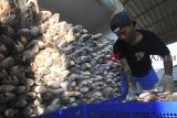 Nelayan mengangkut ikan hasil tangkapan untuk dikirim ke berbagai daerah di Karangsong, Indramayu, Jawa Barat, Minggu (9/9). Kementerian Kelautan dan Perikanan mencatat Nilai Tukar Nelayan (NTN) pada semester I 2018 naik 2,26 persen menjadi 113,32 NTN dari periode sebelumnya sebesar 111,01 NTN. ANTARA JABAR/Dedhez Anggara/agr/18.
