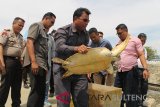 Kedapatan bawa penyu sisik, ABK asal Banggai Laut ditangkap polisi