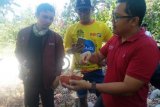 Peringati hari kakao Mars ajak tinjau lapangan