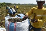 Petani memanen kacang hijau di Desa Moneng, Kecamatan Pilangkenceng, Kabupaten Madiun, Jawa Timur, Senin (24/9). Menurut petani, harga kacang hijau di wilayah tersebut saat ini turun dari sebelumnya Rp13.000-Rp14.000 menjadi Rp10.000-Rp11.000 per kilogram. Antara Jatim/Siswowidodo/zk/18