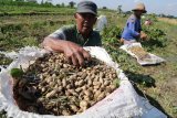 Buruh tani memasukan kacang tanah ke dalam karung saat panen di area persawahan Desa Paron, Kediri, Jawa Timur, Kamis (6/9). Menurut petani kacang tanah menjadi tanaman andalan saat musim kemarau karena tidak membutuhkan banyak air dan hasil panen berkualitas baik akibat minimnya serangan jamur. Antara Jatim/Prasetia Fauzani/mas/18.