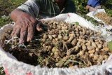 Buruh tani memasukan kacang tanah ke dalam karung saat panen di area persawahan Desa Paron, Kediri, Jawa Timur, Kamis (6/9). Menurut petani kacang tanah menjadi tanaman andalan saat musim kemarau karena tidak membutuhkan banyak air dan hasil panen berkualitas baik akibat minimnya serangan jamur. Antara Jatim/Prasetia Fauzani/mas/18.