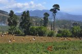 Petani memanen kentang di Kampung Panencongan, Kabupaten Garut, Jawa Barat, Rabu (5/9). Menurut petani panen kentang menurun 50 persen akibat kentang yang didapat membusuk, dampak perubahan cuaca dari kemarau memasuki musim hujan, dan harga jual kentang pun yang dipasarkan ke sejumlah daerah di Priangan Timur, Jabar, menjadi Rp 13.000 per kilogram. ANTARA JABAR/Adeng Bustomi/agr/18