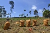 Petani memanen kentang di Kampung Panencongan, Kabupaten Garut, Jawa Barat, Rabu (5/9). Menurut petani panen kentang menurun 50 persen akibat kentang yang didapat membusuk, dampak perubahan cuaca dari kemarau memasuki musim hujan, dan harga jual kentang pun yang dipasarkan ke sejumlah daerah di Priangan Timur, Jabar, menjadi Rp 13.000 per kilogram. ANTARA JABAR/Adeng Bustomi/agr/18