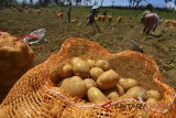 Petani memanen kentang di Kampung Panencongan, Kabupaten Garut, Jawa Barat, Rabu (5/9). Menurut petani panen kentang menurun 50 persen akibat kentang yang didapat membusuk, dampak perubahan cuaca dari kemarau memasuki musim hujan, dan harga jual kentang pun yang dipasarkan ke sejumlah daerah di Priangan Timur, Jabar, menjadi Rp 13.000 per kilogram. ANTARA JABAR/Adeng Bustomi/agr/18