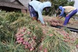 Petani menjemur bawang merah usai dipanen di sentral penghasil bawang merah Desa Sambirejo, Nganjuk, Jawa Timur, Selasa (18/9). Petani mengaku memasuki musim panen raya harga bawang merah menurun drastis dari normalnya Rp13.000 menjadi hanya Rp6.000 per kilogram yang diduga karena permainan harga oleh tengkulak besar. Antara Jatim/Prasetia Fauzani/mas/18.