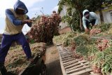 Petani menjemur bawang merah usai dipanen di sentral penghasil bawang merah Desa Sambirejo, Nganjuk, Jawa Timur, Selasa (18/9). Petani mengaku memasuki musim panen raya harga bawang merah menurun drastis dari normalnya Rp13.000 menjadi hanya Rp6.000 per kilogram yang diduga karena permainan harga oleh tengkulak besar. Antara Jatim/Prasetia Fauzani/mas/18.