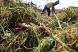 Petani menjemur bawang merah usai dipanen di sentral penghasil bawang merah Desa Sambirejo, Nganjuk, Jawa Timur, Selasa (18/9). Petani mengaku memasuki musim panen raya harga bawang merah menurun drastis dari normalnya Rp13.000 menjadi hanya Rp6.000 per kilogram yang diduga karena permainan harga oleh tengkulak besar. Antara Jatim/Prasetia Fauzani/mas/18.