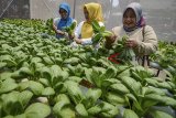 Warga memanen sayuran hidroponik di rumah hijau Taman Tongkeng, Bandung, Jawa Barat, Rabu (26/9). Komunitas Griya Hijau Hidroponik memanen sayuran hidroponik seperti kangkung, bayam, pakcoy, selada, dan sawi untuk kemudian dibagikan kepada masyarakat sebagai salah satu usaha sosialisasi menanam sayuran di lingkungan. ANTARA jabar/Raisan Al Farisi/agr/18