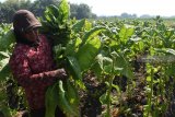 Petani memanen tembakau di Desa Ngale, Kecamatan Pilangkenceng, Kabupaten Madiun, Jawa Timur, Senin (24/9). Menurut petani setempat, produksi tembakau pada musim panen tahun ini cukup bagus dengan harga jual antara Rp36.000 hingga Rp40.000 per kilogram. Antara Jatim/Siswowidodo/zk/18