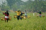 Petani memanen buah timun suri di persawahan kawasan Buduran, Sidoarjo, Jawa Timur, Kamis (13/9). Menurut petani di wilayah tersebut, hasil panen timun suri saat ini cukup bagus dan dijual dengan harga Rp.7000 per kilogram. Antara Jatim/Umarul Faruq/mas/18.