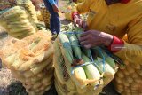 Petani mengemas jagung manis ke dalam karung usai dipanen di area pertanian Desa Paron, Kediri, Jawa Timur, Rabu (12/9). Meskipun hasil panen jagung manis menurun hingga 15 persen akibat cuaca buruk, petani di daerah tersebut mengaku masih untung karena harga jagung manis mengalami kenaikan dari normalnya Rp3.500 menjadi Rp3.800 per kilogram akibat pasokan di pasaran berkurang. Antara Jatim/Prasetia Fauzani/mas/18.