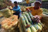 Petani mengemas jagung manis ke dalam karung usai dipanen di area pertanian Desa Paron, Kediri, Jawa Timur, Rabu (12/9). Meskipun hasil panen jagung manis menurun hingga 15 persen akibat cuaca buruk, petani di daerah tersebut mengaku masih untung karena harga jagung manis mengalami kenaikan dari normalnya Rp3.500 menjadi Rp3.800 per kilogram akibat pasokan di pasaran berkurang. Antara Jatim/Prasetia Fauzani/mas/18.