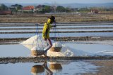 Pekerja memanen garam di Desa Bunder,  Pamekasan, Jawa Timur, Minggu (16/9). Hingga akhir Agustus 2018 produksi garam nasional mencapai 572.808 ton atau masih dibawah target pemerintah sebanyak 1.5 juta ton. Antara Jatim/Saiful Bahri/zk/18