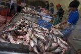 Pekerja melakukan aktivitas produksi fillet ikan patin di sebuah industri pengolahan ikan di Tulungagung, Jawa Timur, Senin (10/9). Dari total produksi perikanan ikan patin yang mencapai sekitar 56 ton per hari di daerah itu, 12 ton di antaranya diolah langsung menjadi fillet (daging tanpa tulang) ikan patin dengan sistem kemitraan bekerja sama dengan Dinas Perikanan setempat. Antara Jatim/Destyan Sujarwoko/mas/18.