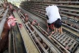 Pekerja memanen telur ayam di kawasan Cibinong, Bogor, Jawa Barat, Sabtu (8/9). Menurut Kementrian Pertanian produksi telur ayam ras selama lima tahun (2018-2021) diprediksi akan meningkat rata-rata sebesar 4,87 persen per tahun sedangkan konsumsi rata-rata akan naik 4,18 persen per tahun. ANTARA JABAR/Yulius Satria Wijaya/agr/18.