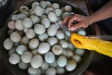 Pekerja membersihkan telur bebek di kampung bebek, Candi, Sidoarjo, Jawa Timur, Sabtu (8/9). Musim kemarau produktifitas telur bebek meningkat hingga lebih 20 persen dari biasanya produksi telur bebek 10.000 butir per hari kini bisa sampai 12.000 perhari. Antara Jatim/Umarul Faruq/mas/18.