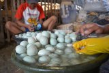 Pekerja membersihkan telur bebek di kampung bebek, Candi, Sidoarjo, Jawa Timur, Sabtu (8/9). Musim kemarau produktifitas telur bebek meningkat hingga lebih 20 persen dari biasanya produksi telur bebek 10.000 butir per hari kini bisa sampai 12.000 perhari. Antara Jatim/Umarul Faruq/mas/18.