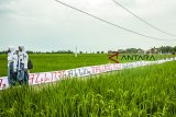 Sejumlah pelajar mellihat kain bertuliskan aksara sunda saat pemecahan Original Rekor Indonesia (ORI) di Batujaya, Karawang, Jawa Barat, Jumat (21/9). Penulisan aksara sunda sepanjang 385 meter berhasil memecahkan rekor ORI yang bertujuan untuk melestarikan aksara sunda di Indonesia. ANTARA JABAR/M Ibnu Chazar/agr/18.