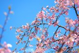 NTT kembangkan wisata Bunga Sakura