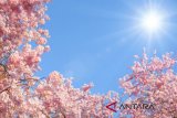 Wisata bunga sakura pulau sumba dikembangkan 2019